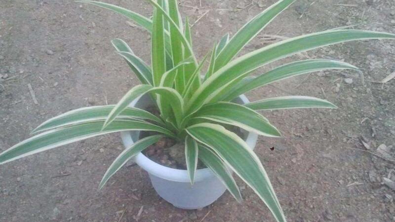 金边吊兰如何繁殖