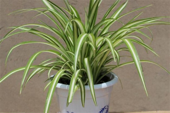 金边吊兰如何繁殖