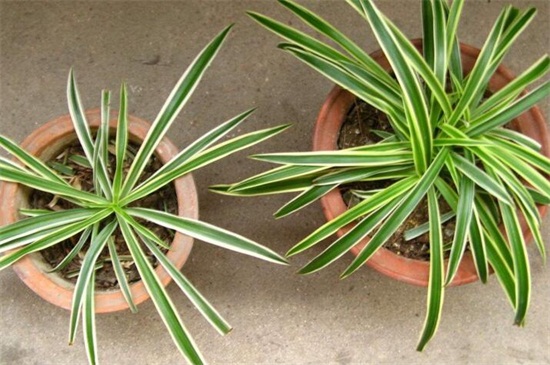 金边吊兰如何繁殖