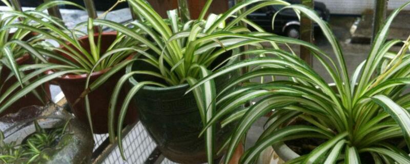 金边吊兰养殖办法和留意事项