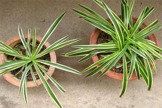 金边吊兰养殖办法和留意事项