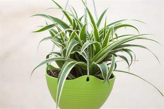 金边吊兰叶子发软无力如何办