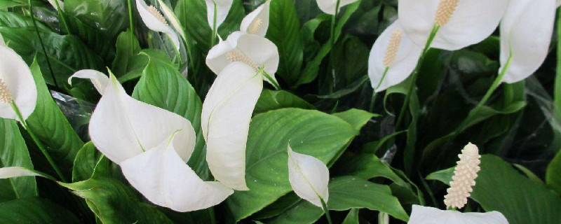 一帆风顺寓意着什么