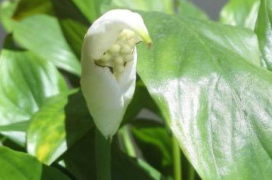 一帆风顺寓意着什么