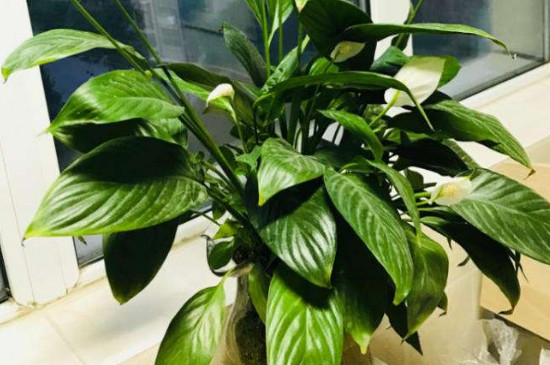 一帆风顺寓意着什么