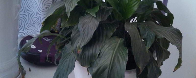 一帆风顺叶子下垂发软