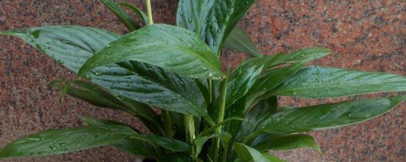 一帆风顺的叶子耷拉下来是为何