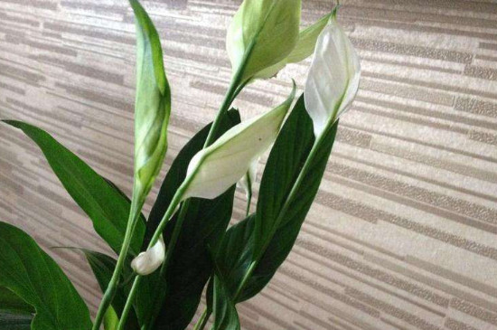 一帆风顺的叶子耷拉下来是为何