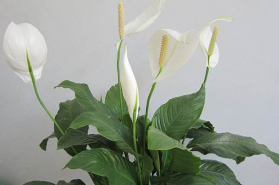 一帆风顺的叶子耷拉下来是为何