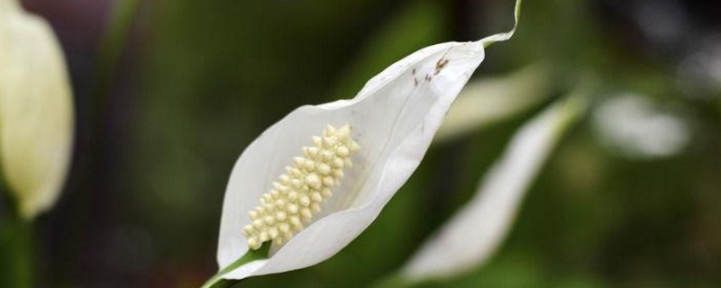 一帆风顺在水里如何养