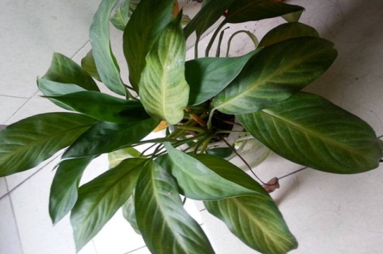 一帆风顺叶子下垂急救，可施加薄肥滴加洗洁精