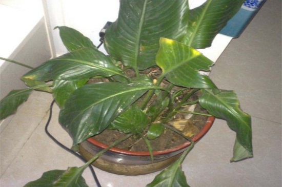 一帆风顺叶子下垂急救，可施加薄肥滴加洗洁精