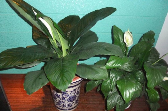 一帆风顺叶子下垂急救，可施加薄肥滴加洗洁精