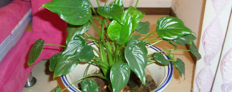 千手观音植物如何繁殖