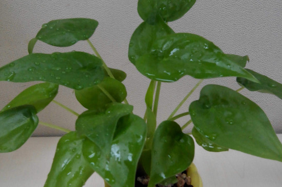 千手观音植物有几种