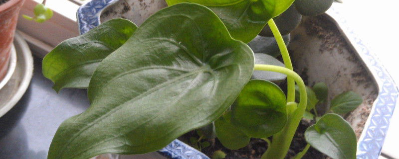 千手观音植物叶子发黄如何办