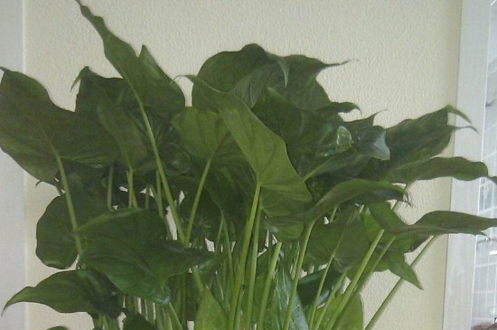 千手观音植物叶子发黄如何办