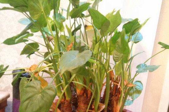 千手观音植物叶子发黄如何办