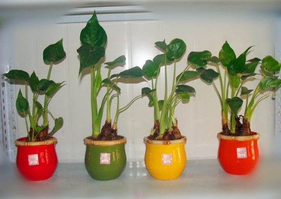 千手观音图片附介绍：相册的图片免费下载