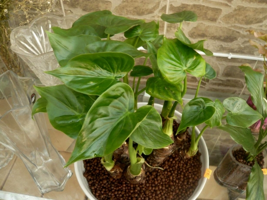 千手观音图片附介绍：相册的图片免费下载