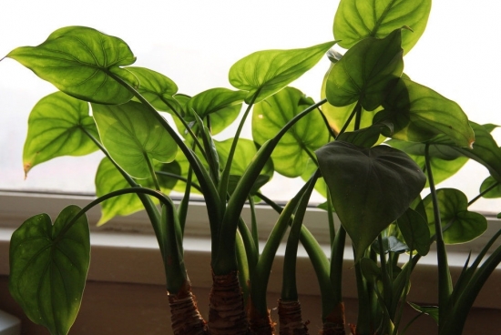 千手观音图片附介绍：相册的图片免费下载