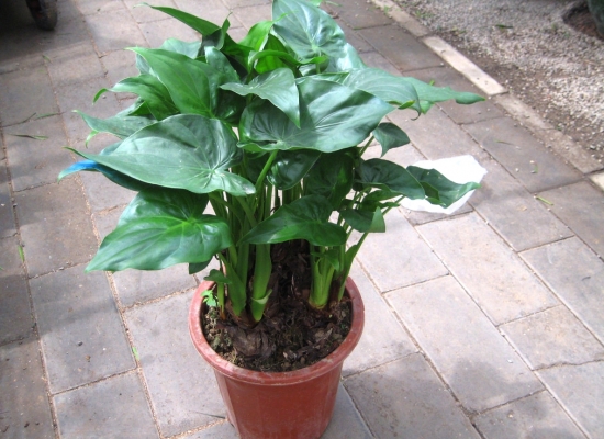 千手观音图片附介绍：相册的图片免费下载