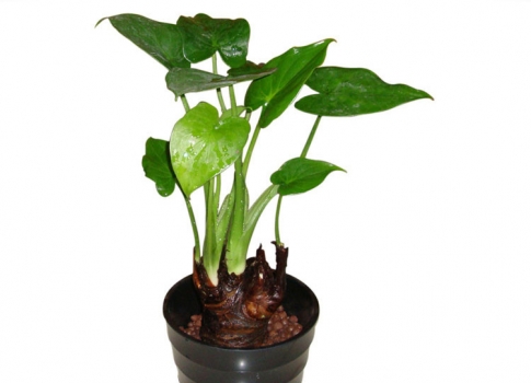 千手观音如何养：光照要求很严格