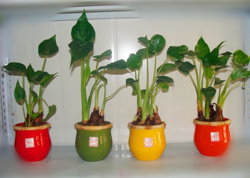 千手观音如何养：光照要求很严格