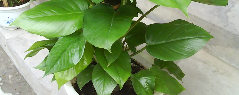 卧室为何不让放绿萝