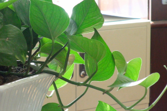 卧室为何不让放绿萝