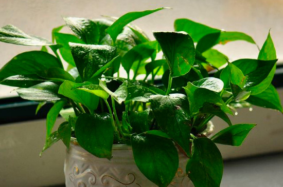 卧室为何不让放绿萝