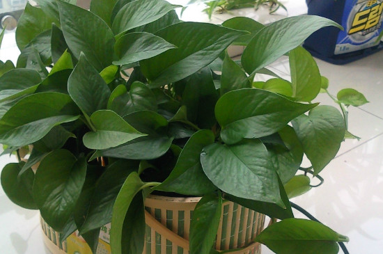 卧室为何不让放绿萝