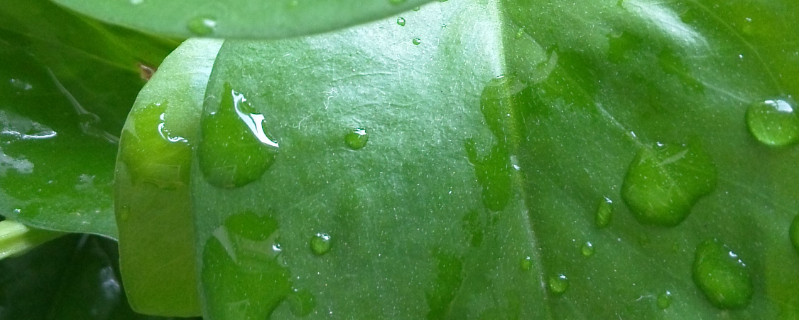 绿萝早上为何会有水珠
