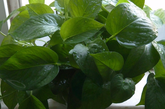 绿萝早上为何会有水珠