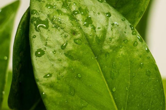 绿萝早上为何会有水珠