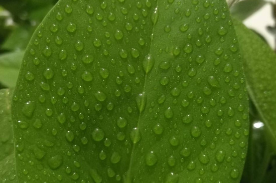 绿萝早上为何会有水珠