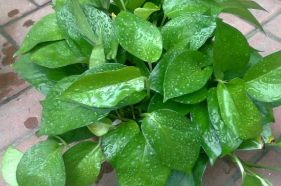 绿萝里面放酱油可以吗为何