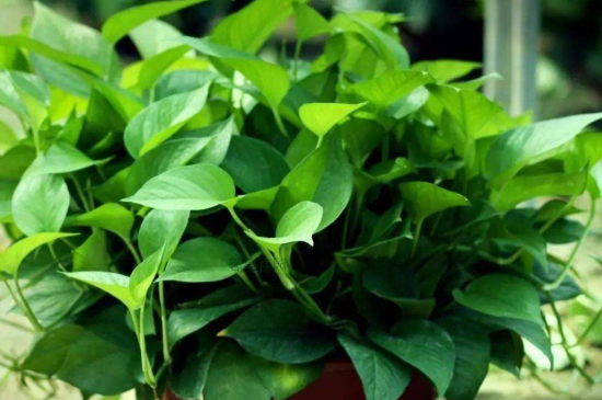 绿萝里面放酱油可以吗为何