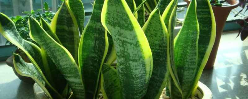 虎皮兰为何三株一盆