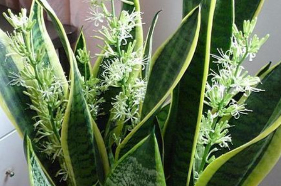虎皮兰为何三株一盆