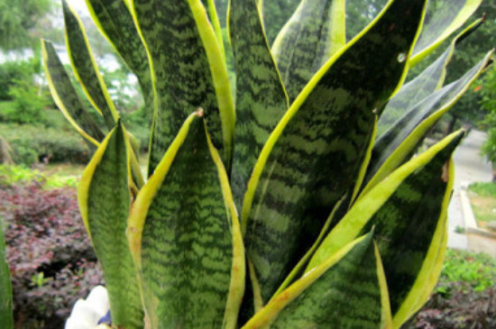 虎皮兰为何三株一盆