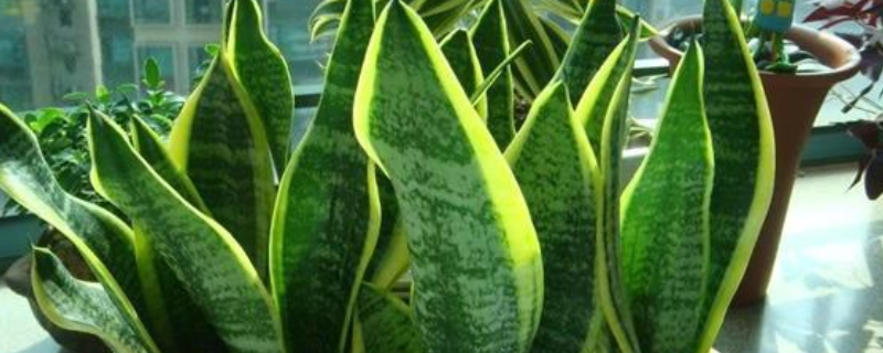 虎皮兰夏季几天浇一次水