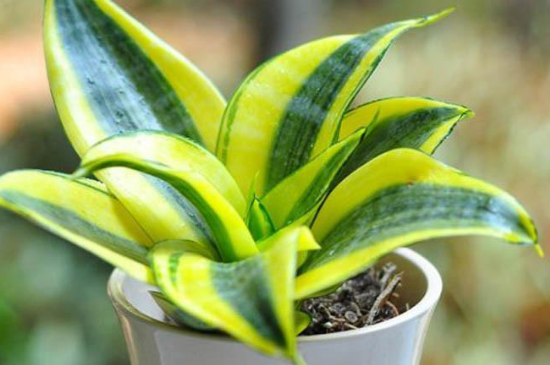 虎皮兰夏季几天浇一次水