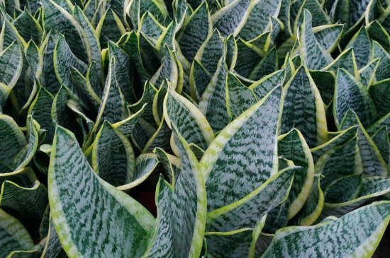 虎皮兰夏季几天浇一次水