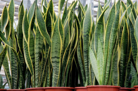 虎皮兰夏季几天浇一次水