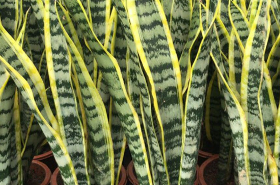 如何让虎皮兰多发侧芽