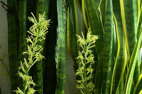 如何让虎皮兰多发侧芽