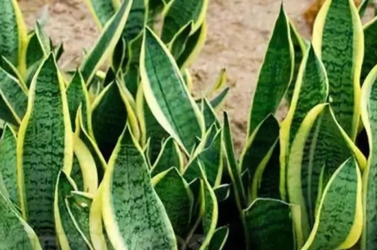 如何让虎皮兰多发侧芽