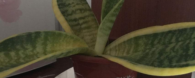 虎皮兰浇水的正确办法