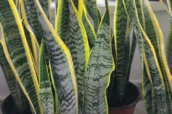 虎皮兰浇水的正确办法